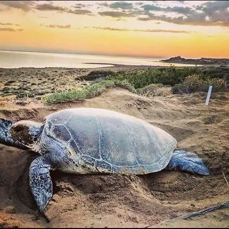 Castle Karpasia An Authentic Rizokarpaso
