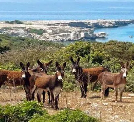 Castle Karpasia An Authentic 게스트하우스