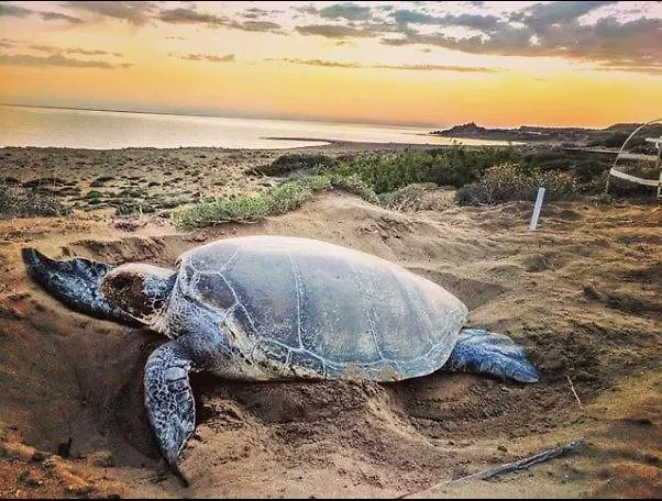 Castle Karpasia An Authentic Rizokarpaso