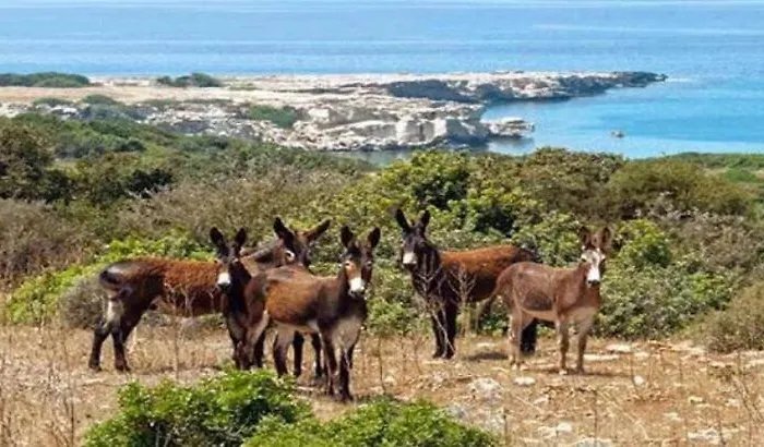 Castle Karpasia An Authentic ゲストハウス