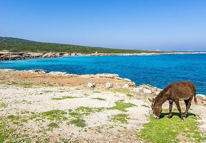 Castle Karpasia An Authentic Rizokarpaso
